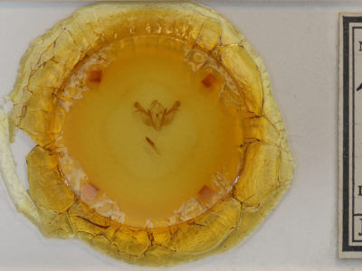 slide view of adult Eremobina claudens