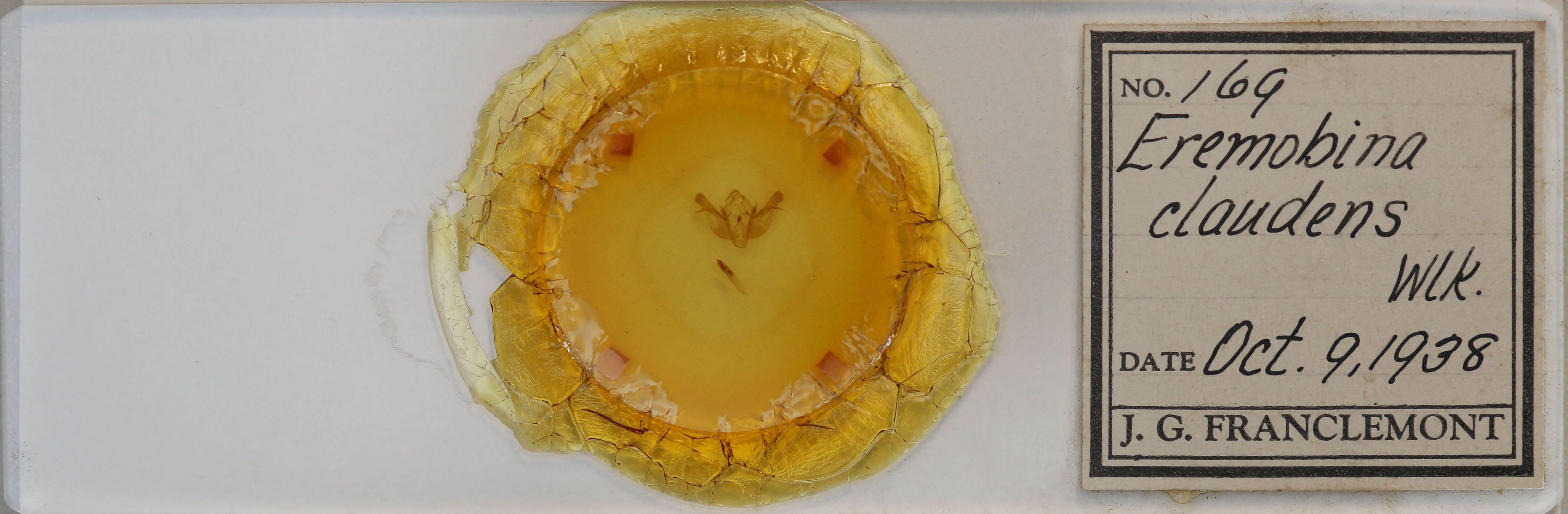 slide view of adult Eremobina claudens