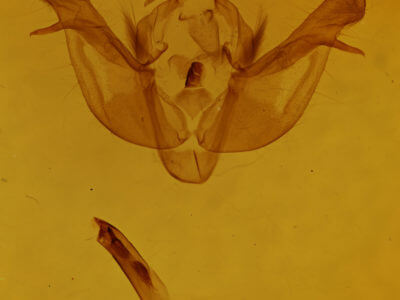 genitalia view of adult Eremobina claudens