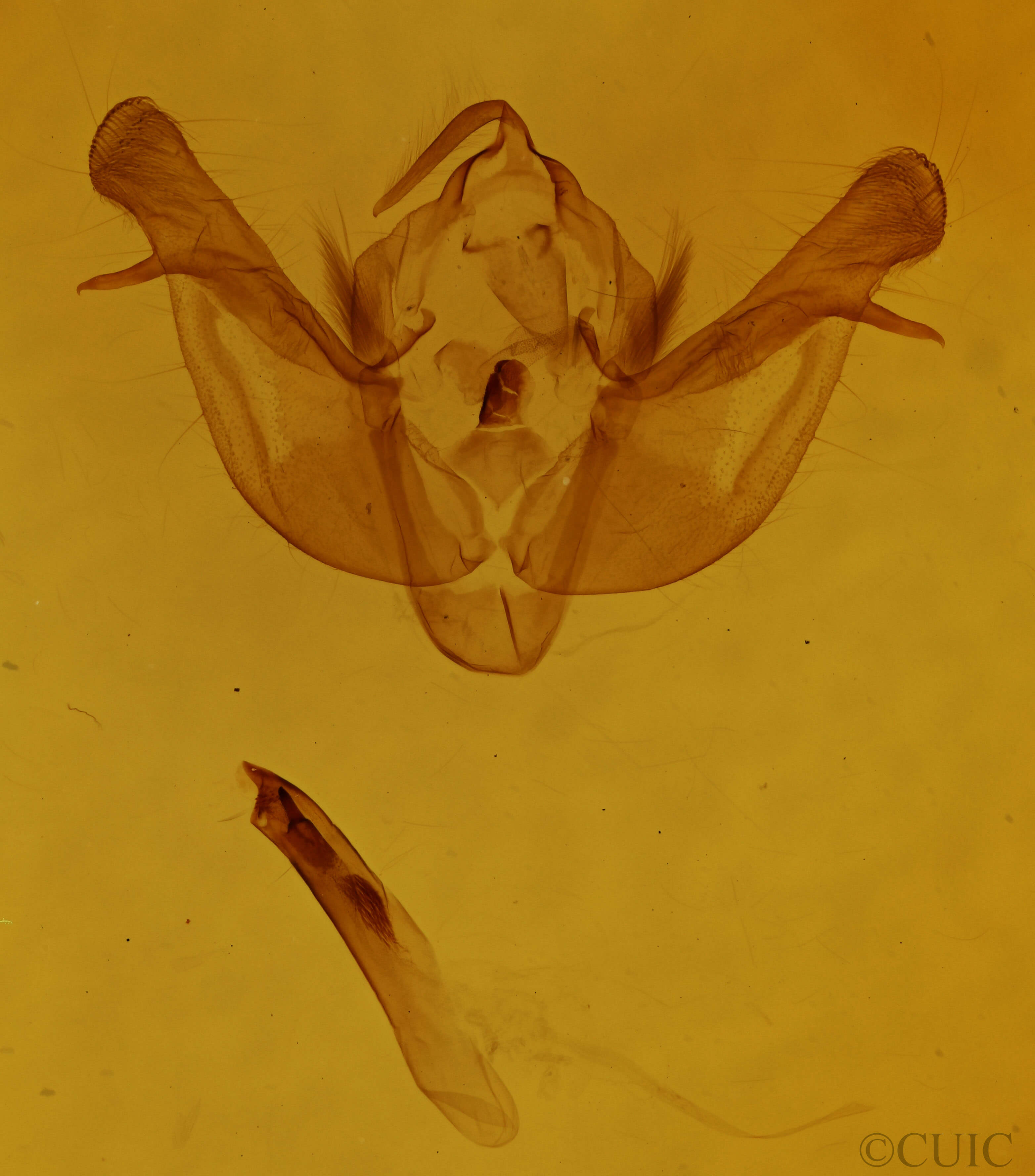 genitalia view of adult Eremobina claudens