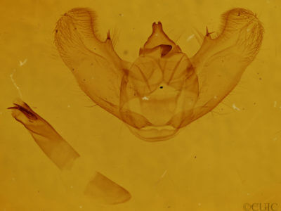 genitalia view of adult Euchlaena effecta
