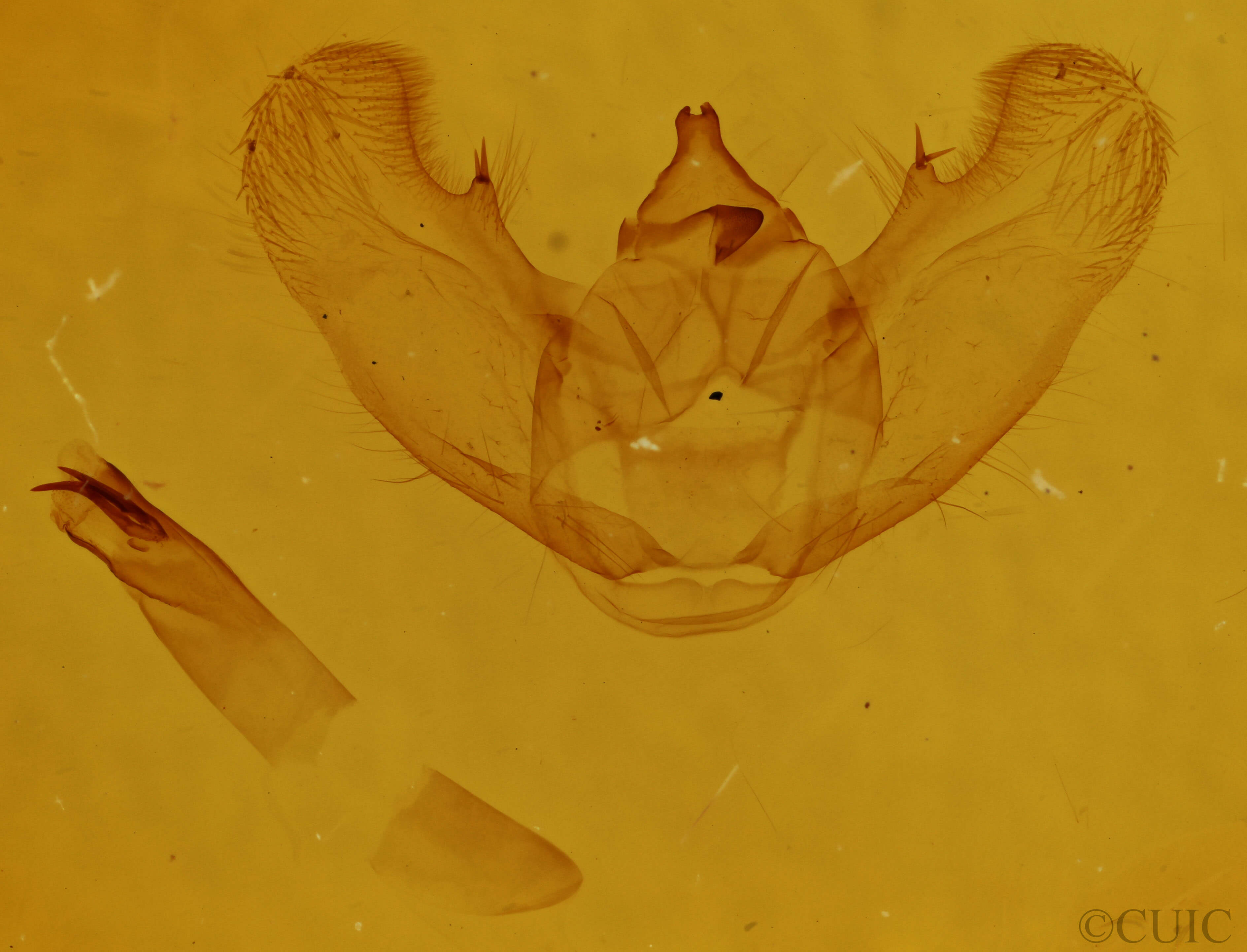 genitalia view of adult Euchlaena effecta