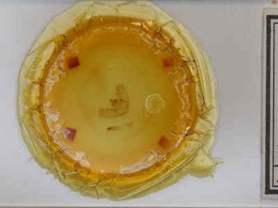 slide view of adult Euchlaena effecta