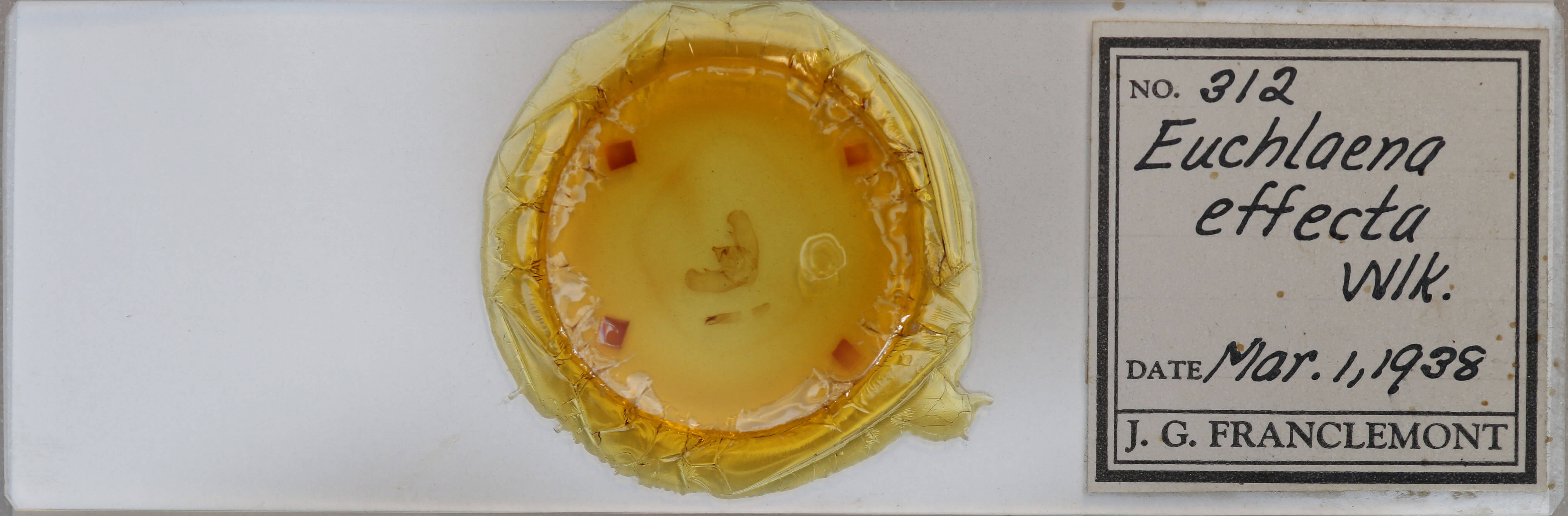 slide view of adult Euchlaena effecta