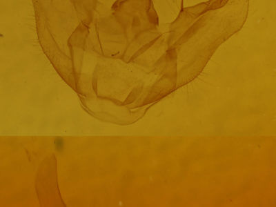 genitalia view of adult Euchlaena irraria