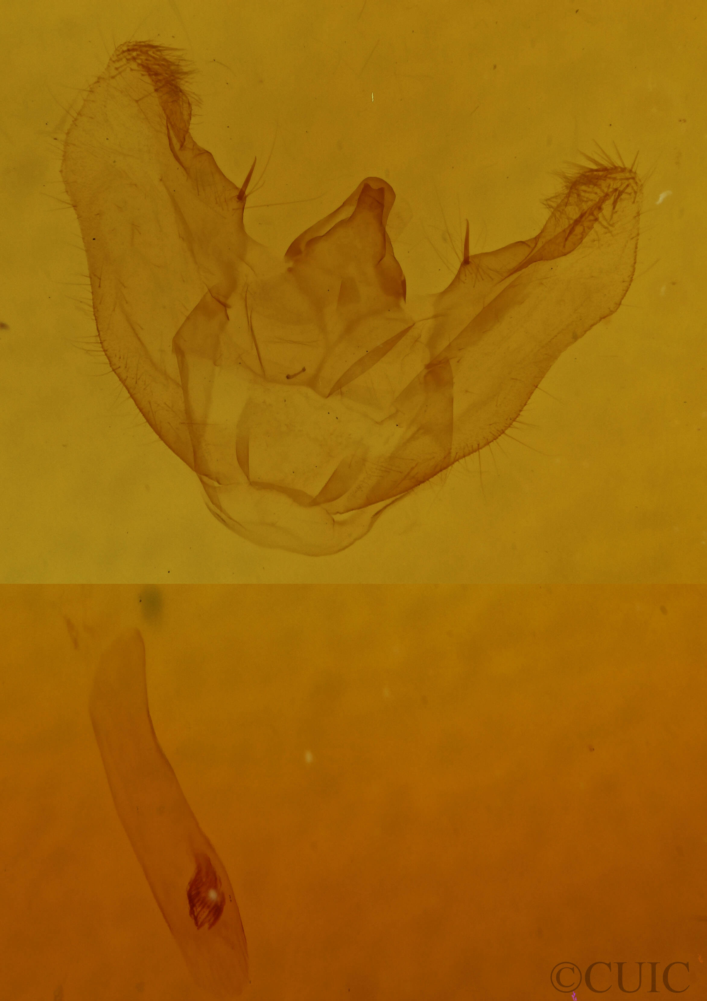 genitalia view of adult Euchlaena irraria