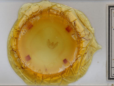 slide view of adult Euchlaena irraria