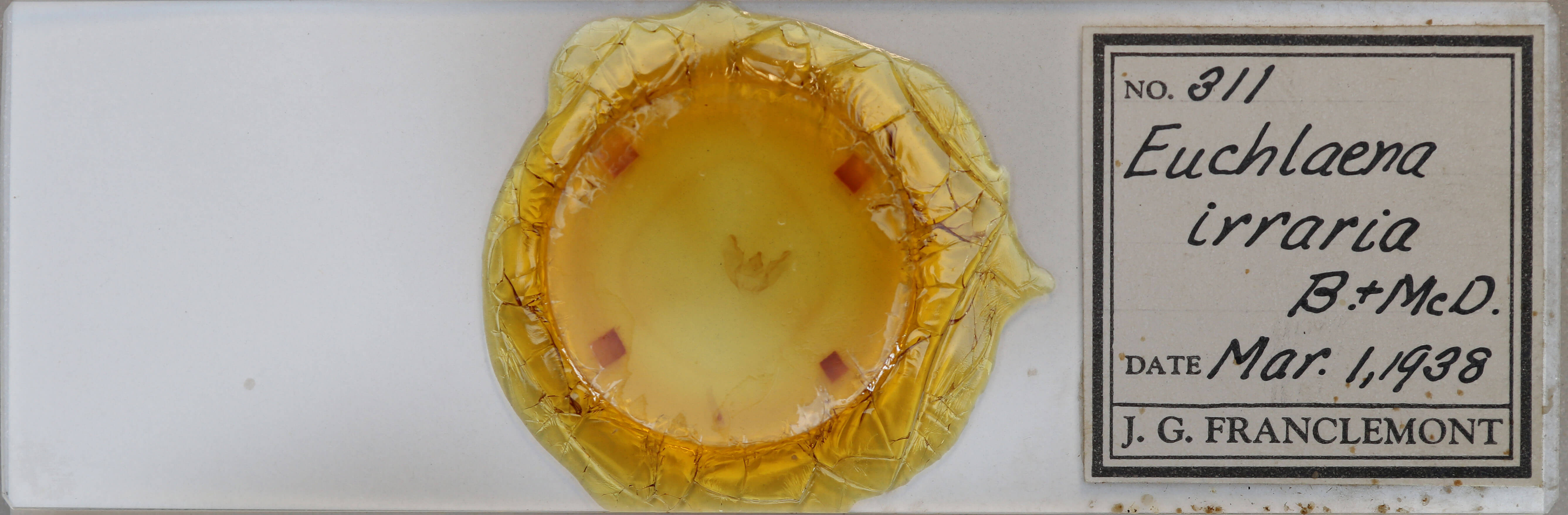 slide view of adult Euchlaena irraria