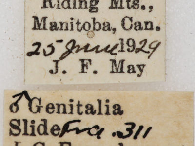 label view of adult Euchlaena irraria