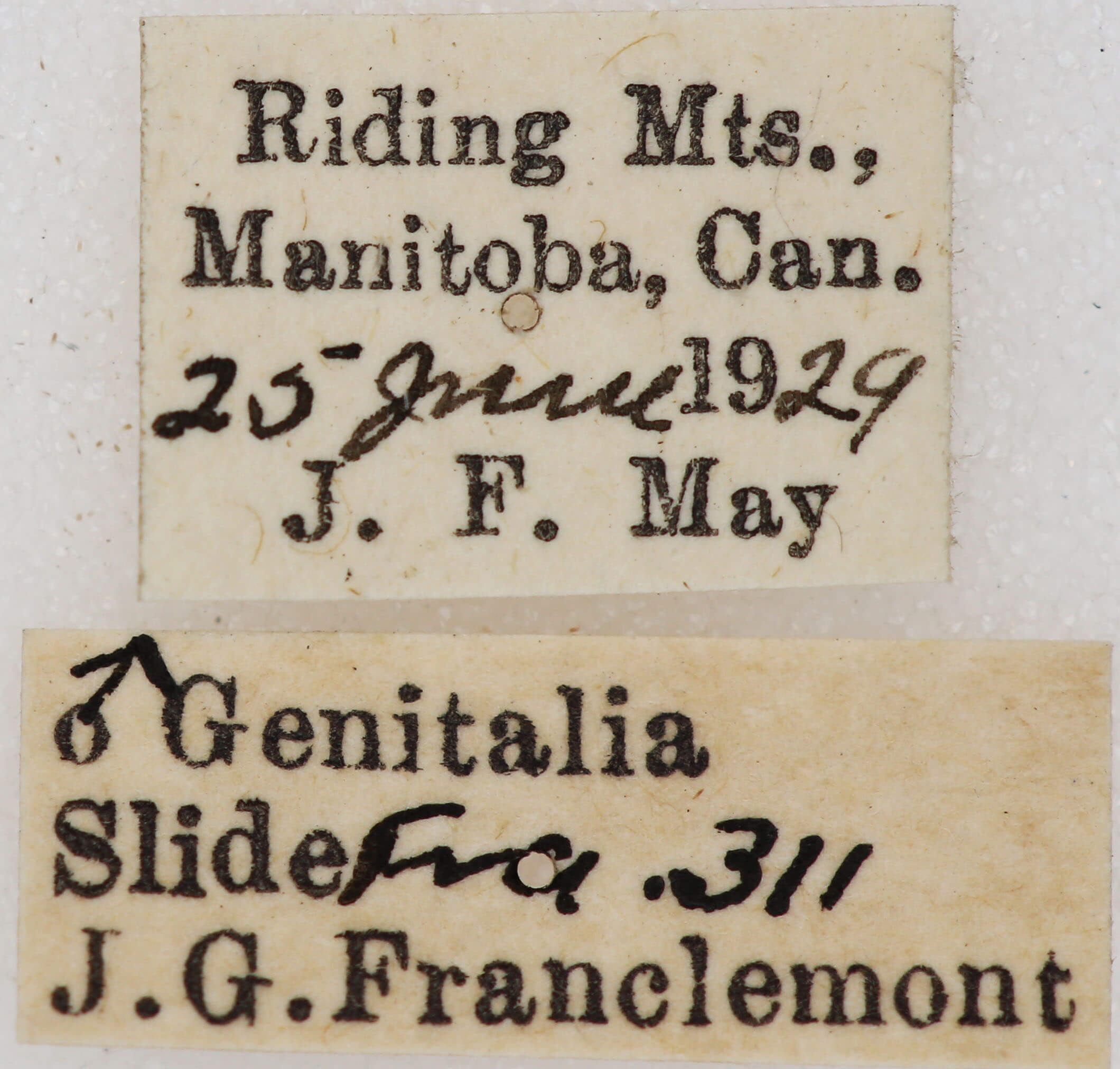 label view of adult Euchlaena irraria