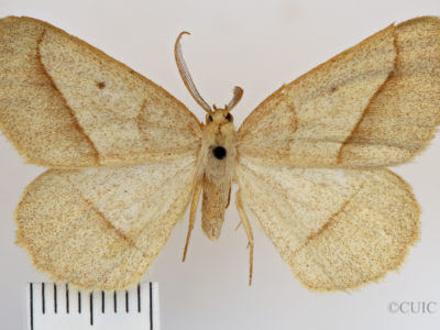 dorsal view of adult Euchlaena irraria