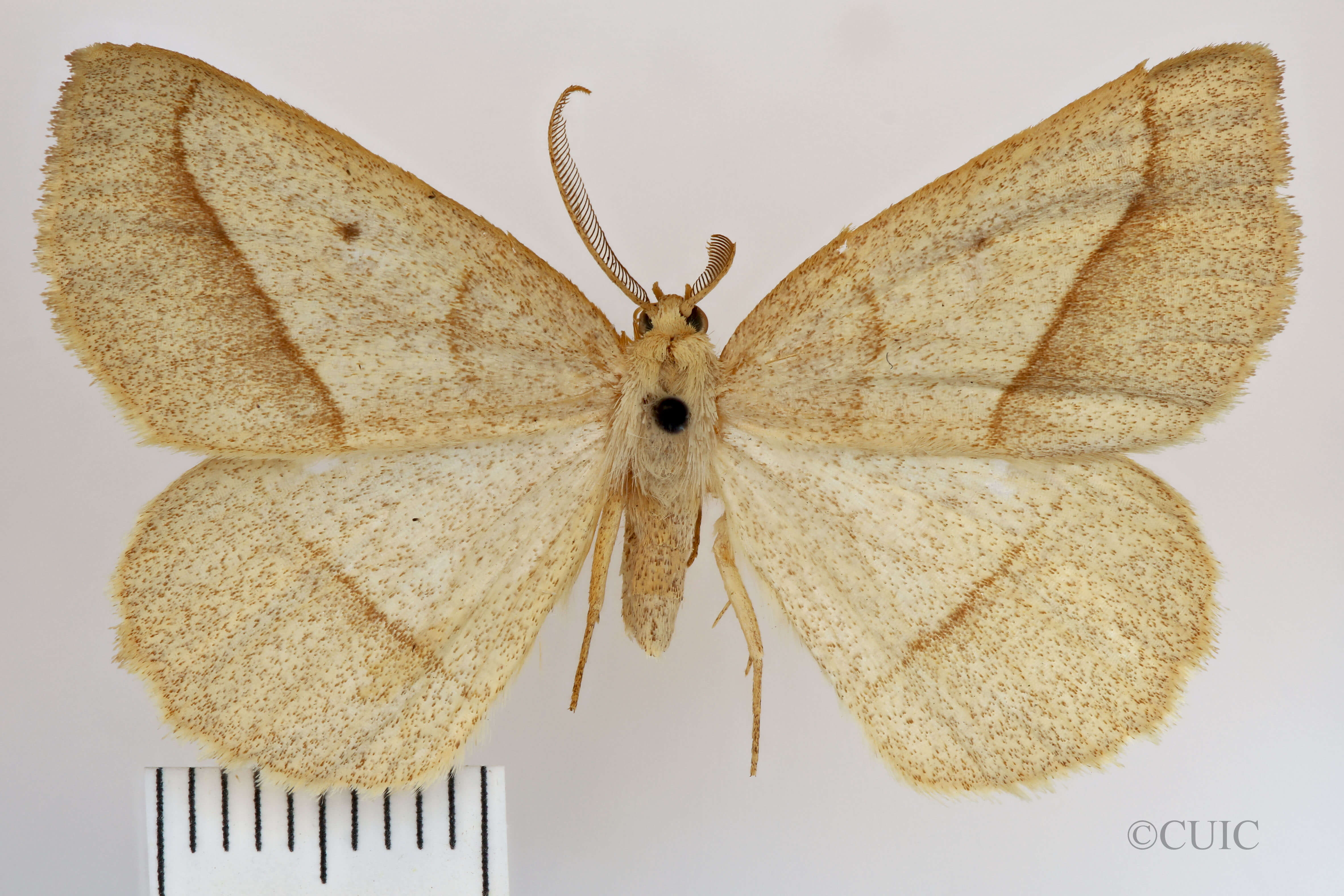 dorsal view of adult Euchlaena irraria
