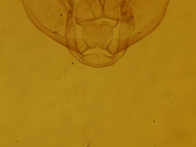 genitalia view of adult Euchlaena johnsonaria