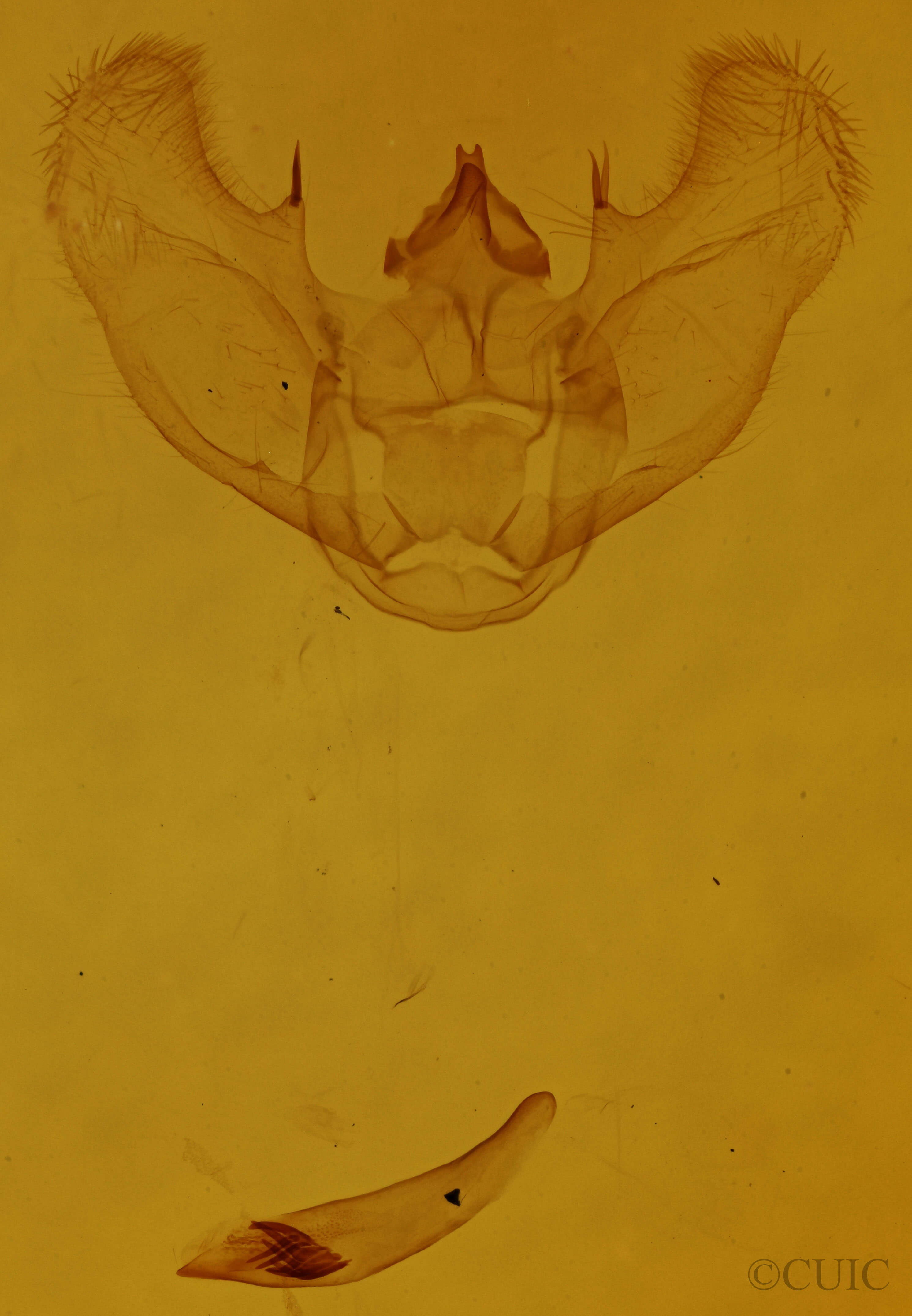 genitalia view of adult Euchlaena johnsonaria