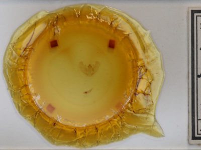 slide view of adult Euchlaena johnsonaria