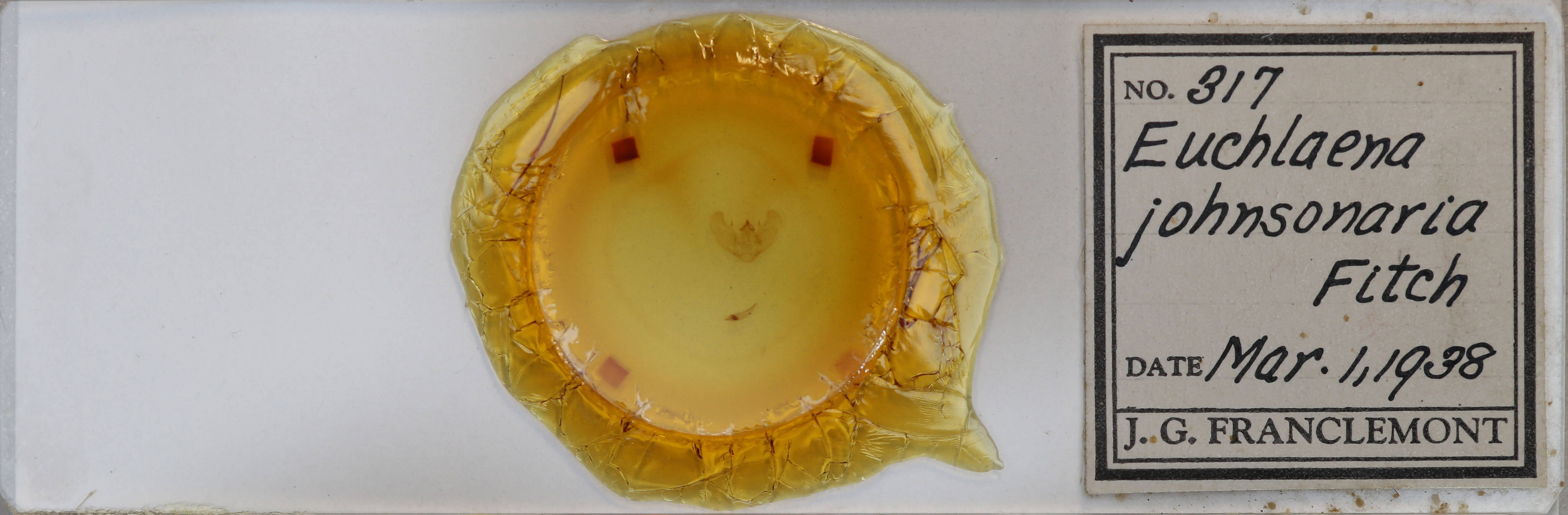 slide view of adult Euchlaena johnsonaria