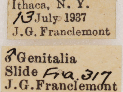 label view of adult Euchlaena johnsonaria
