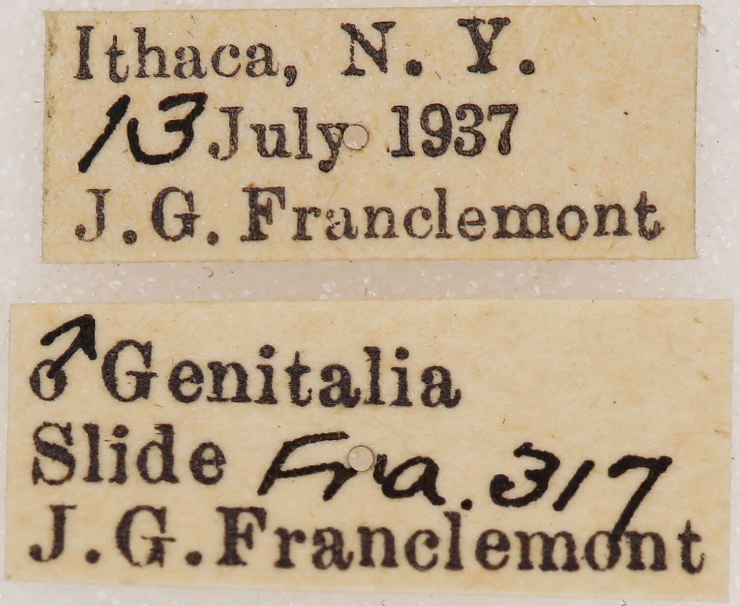 label view of adult Euchlaena johnsonaria
