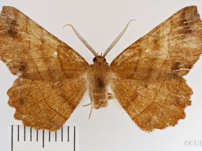 dorsal view of adult Euchlaena johnsonaria