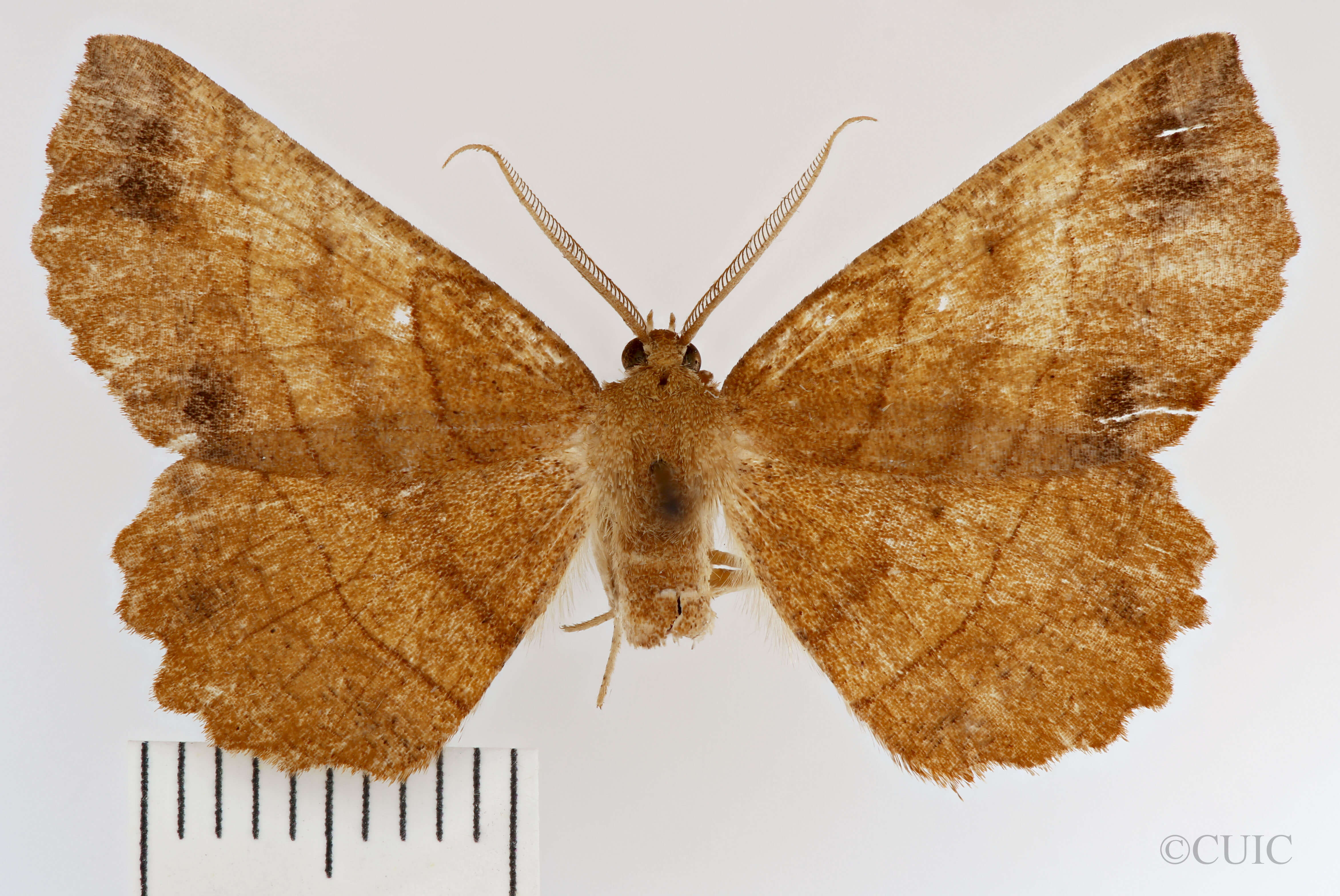 dorsal view of adult Euchlaena johnsonaria