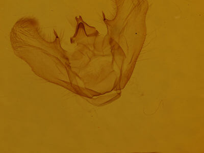 genitalia view of adult Euchlaena marginaria