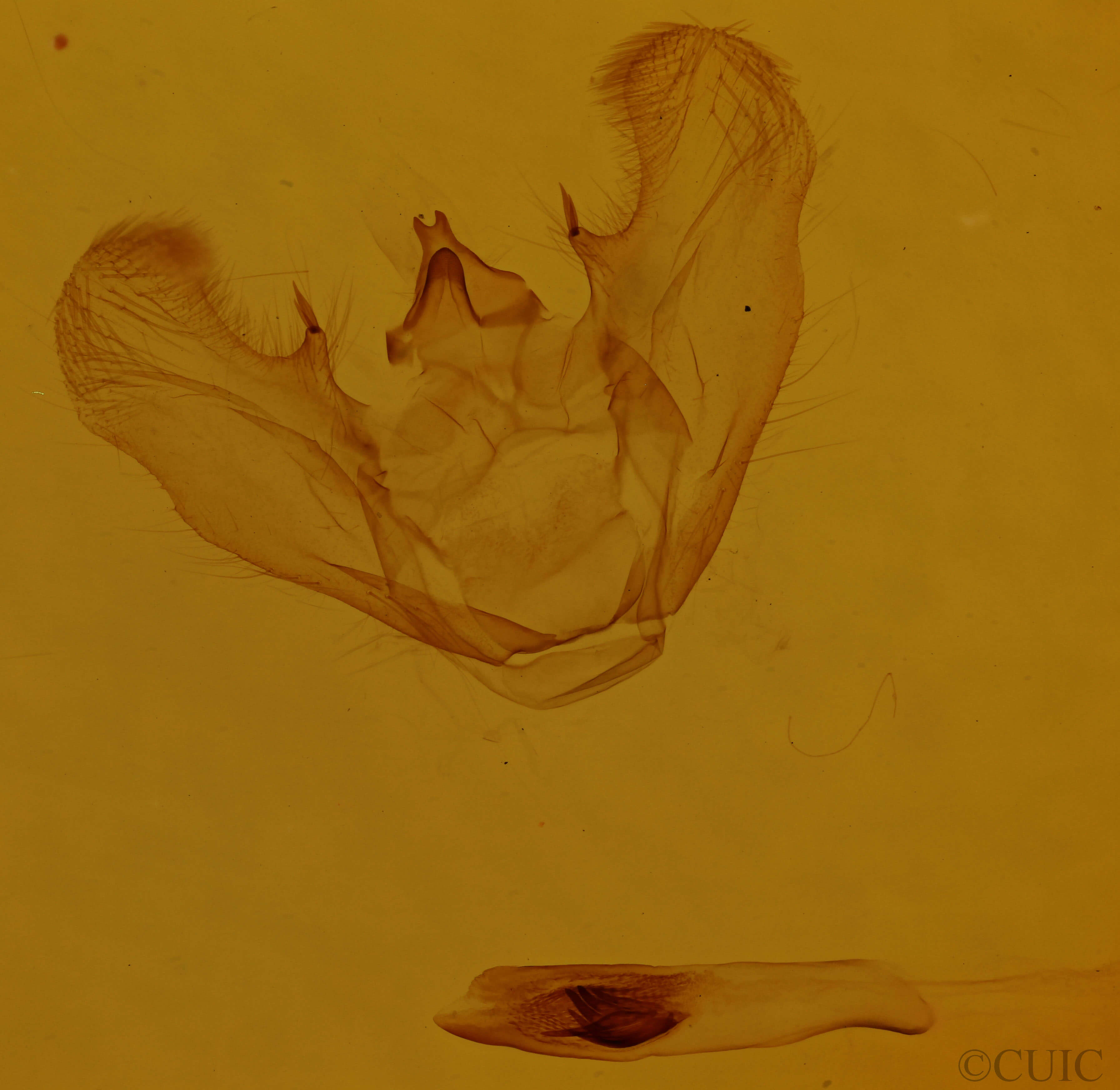 genitalia view of adult Euchlaena marginaria