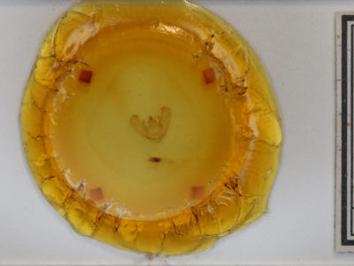 slide view of adult Euchlaena marginaria