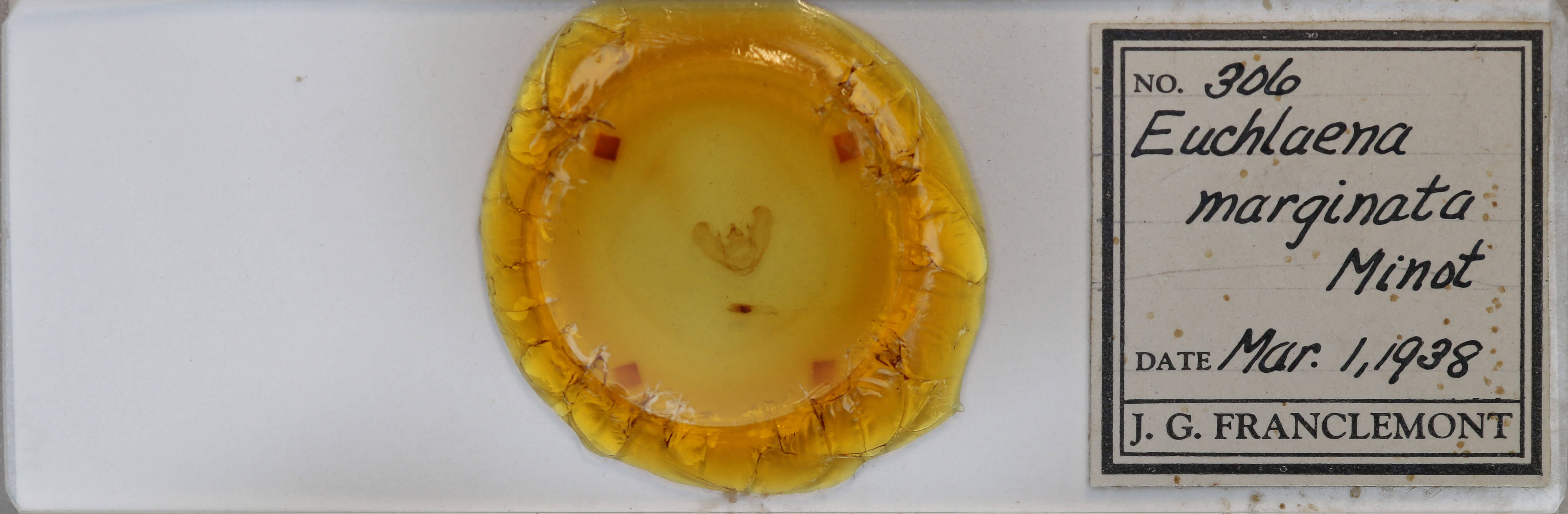 slide view of adult Euchlaena marginaria