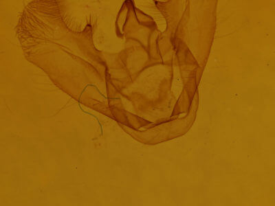 genitalia view of adult Euchlaena marginaria