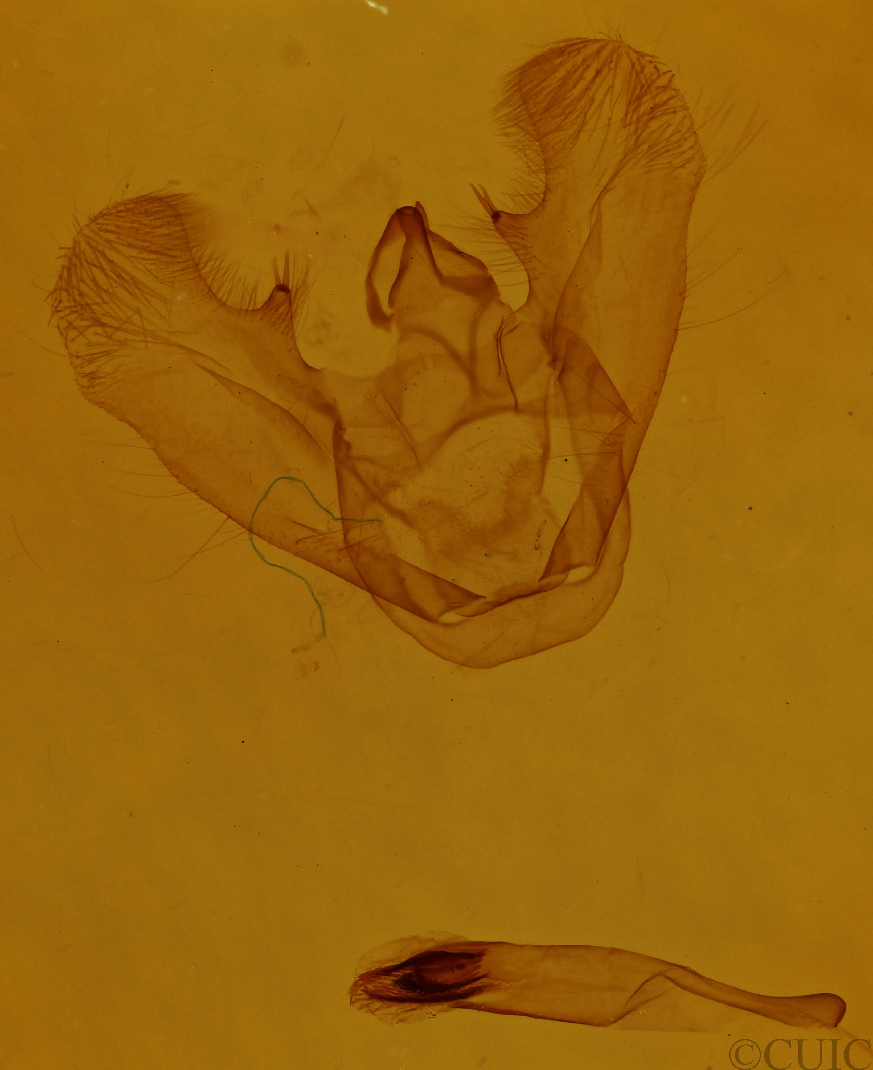 genitalia view of adult Euchlaena marginaria