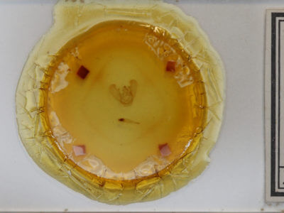 slide view of adult Euchlaena marginaria