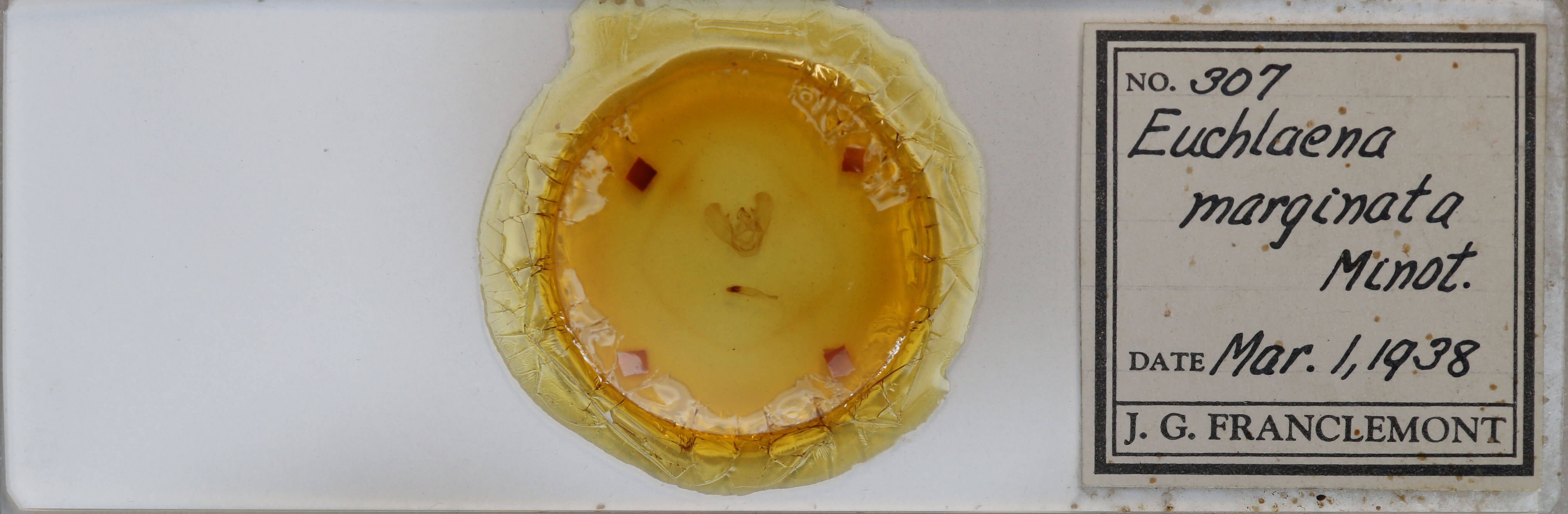 slide view of adult Euchlaena marginaria