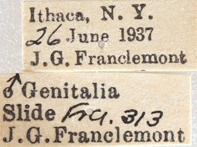 label view of adult Euchlaena muzaria