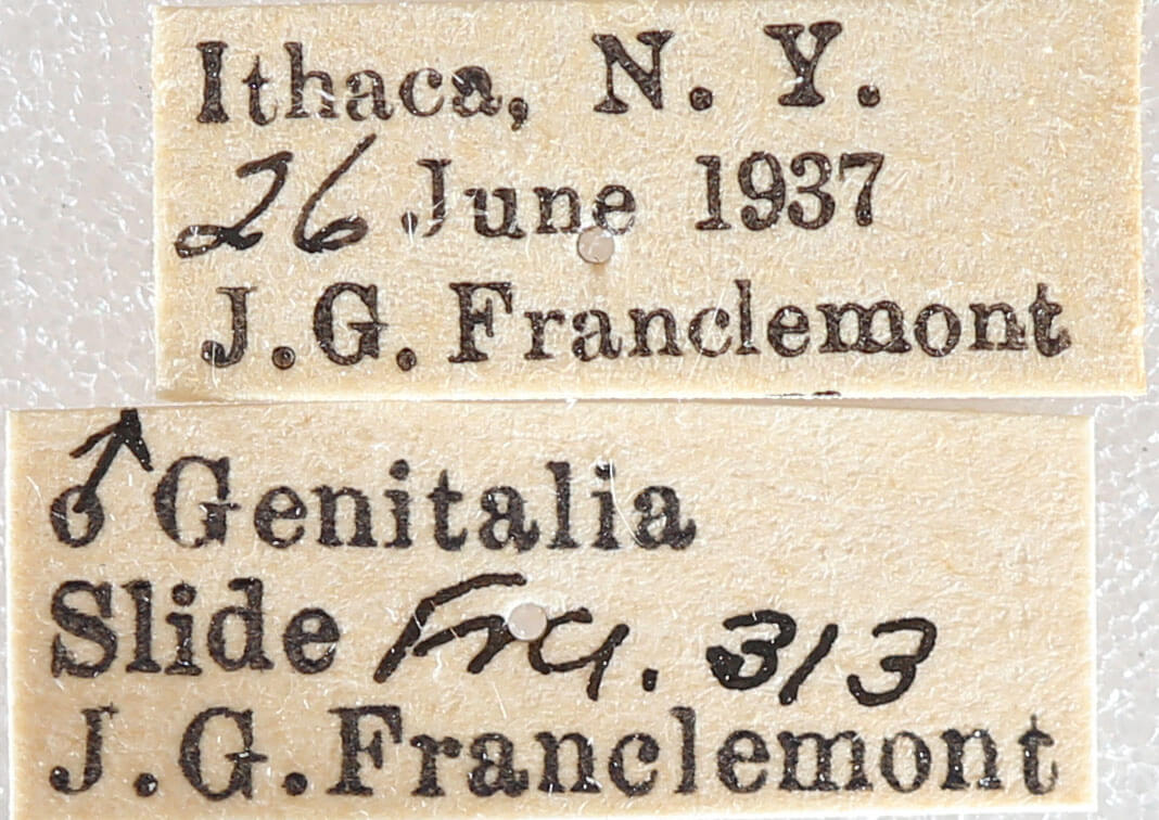 label view of adult Euchlaena muzaria