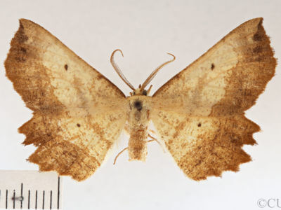 dorsal view of adult Euchlaena muzaria