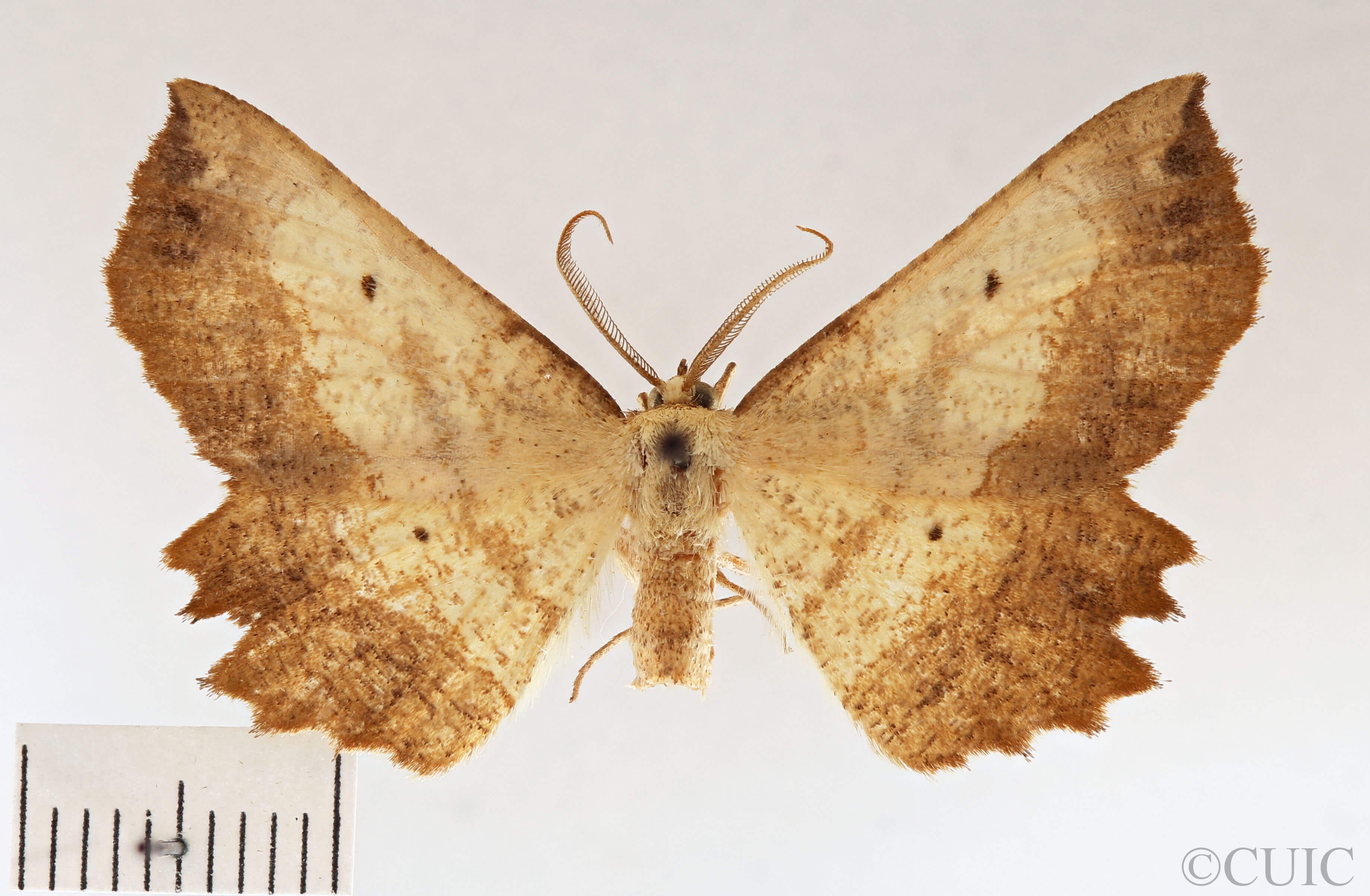 dorsal view of adult Euchlaena muzaria