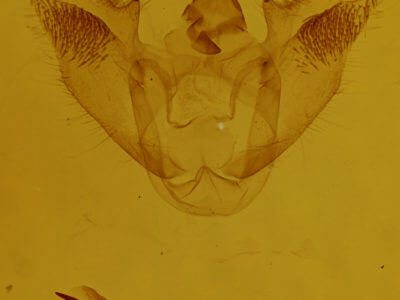 genitalia view of adult Euchlaena muzaria