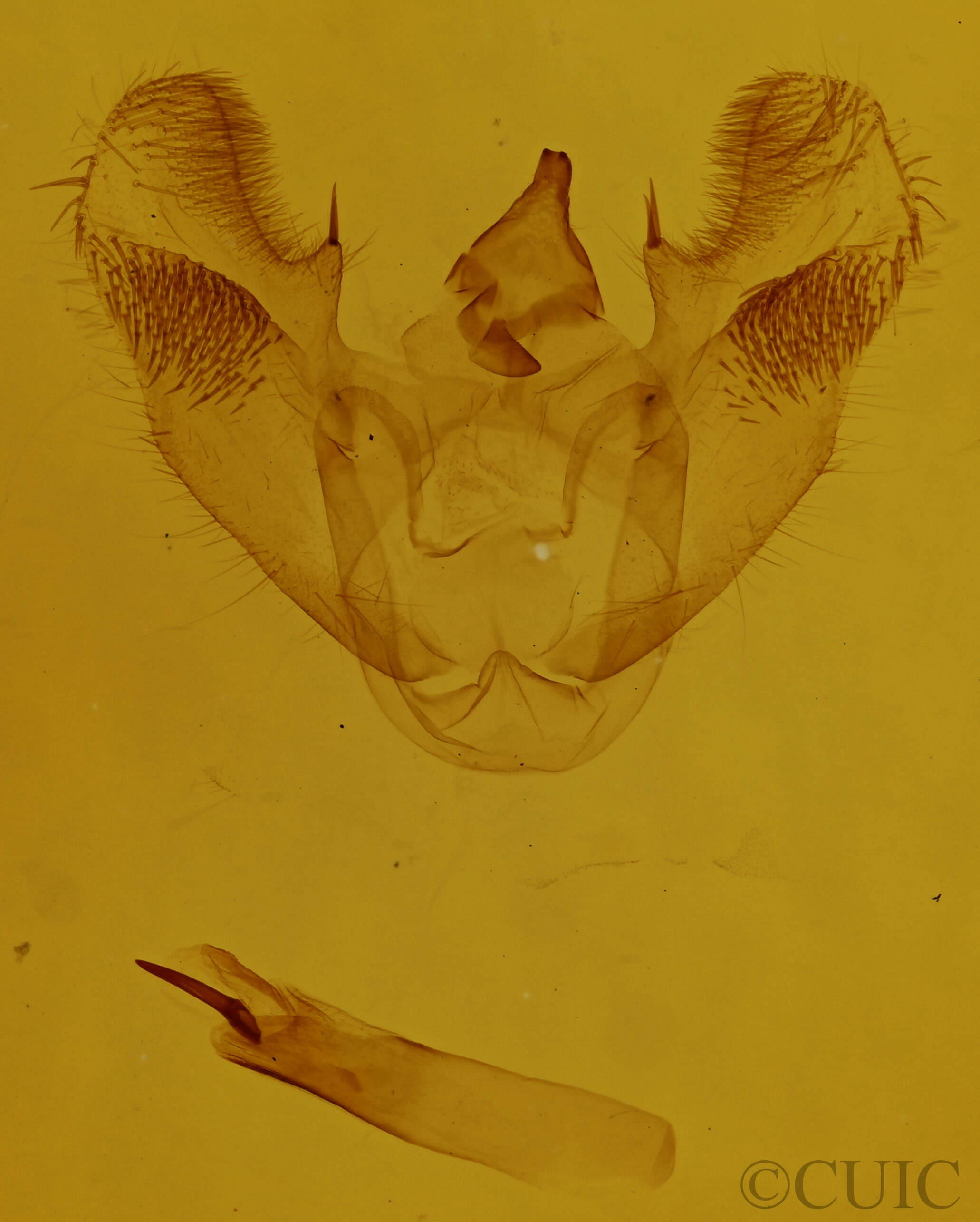 genitalia view of adult Euchlaena muzaria