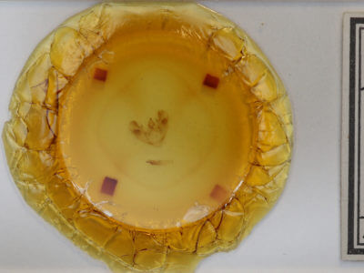 slide view of adult Euchlaena muzaria