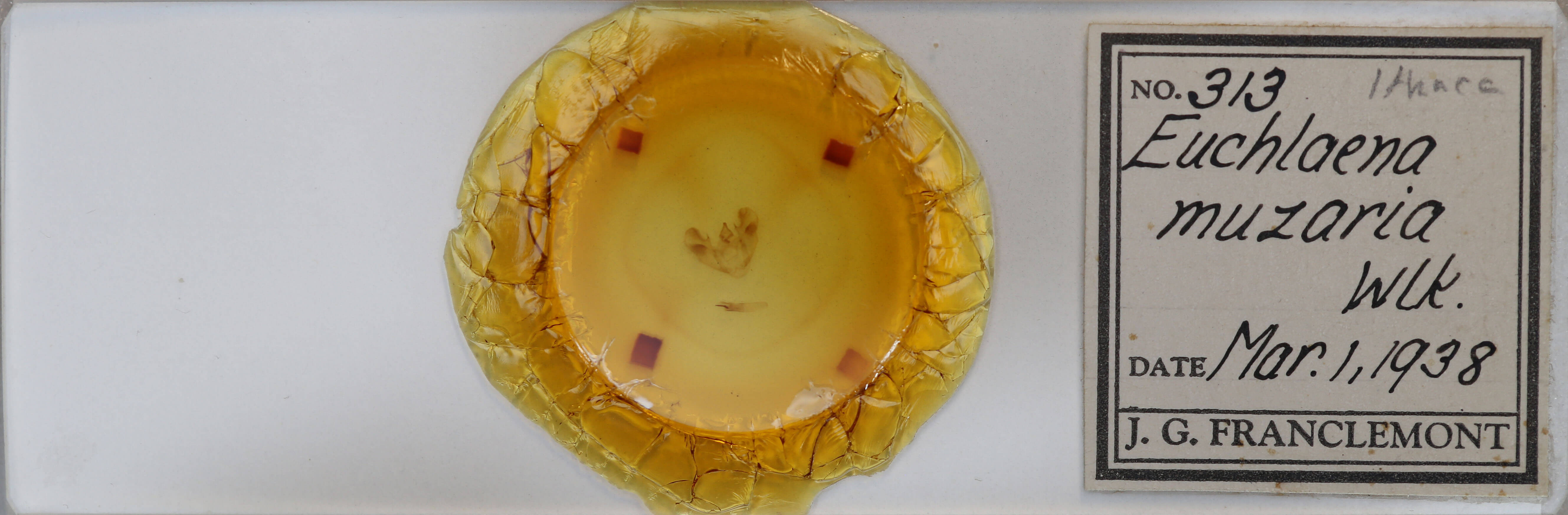 slide view of adult Euchlaena muzaria