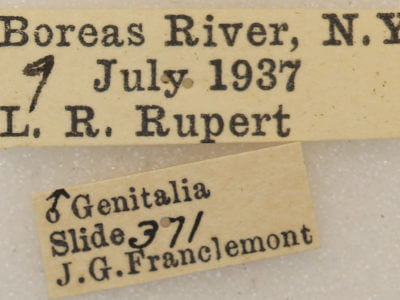 label view of adult Euchlaena muzaria