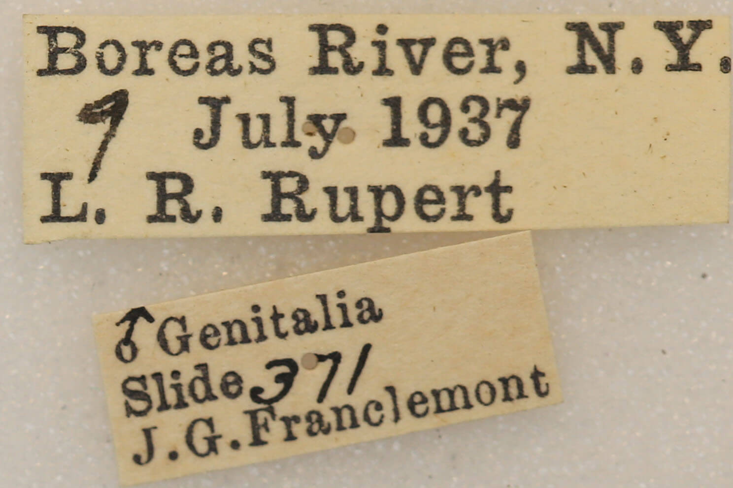label view of adult Euchlaena muzaria