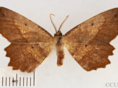 dorsal view of adult Euchlaena muzaria