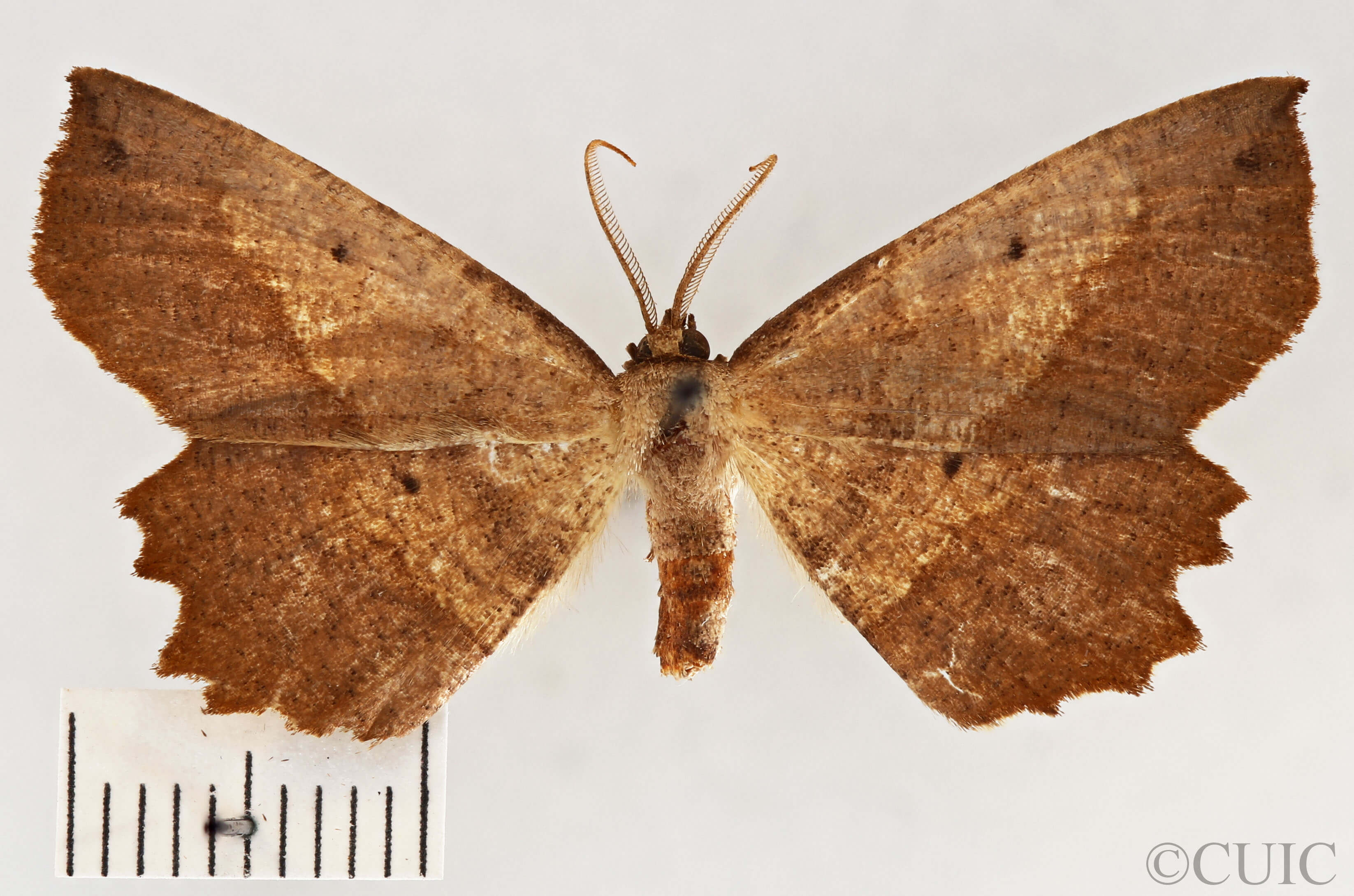 dorsal view of adult Euchlaena muzaria
