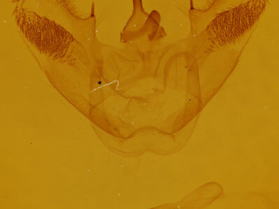 genitalia view of adult Euchlaena muzaria