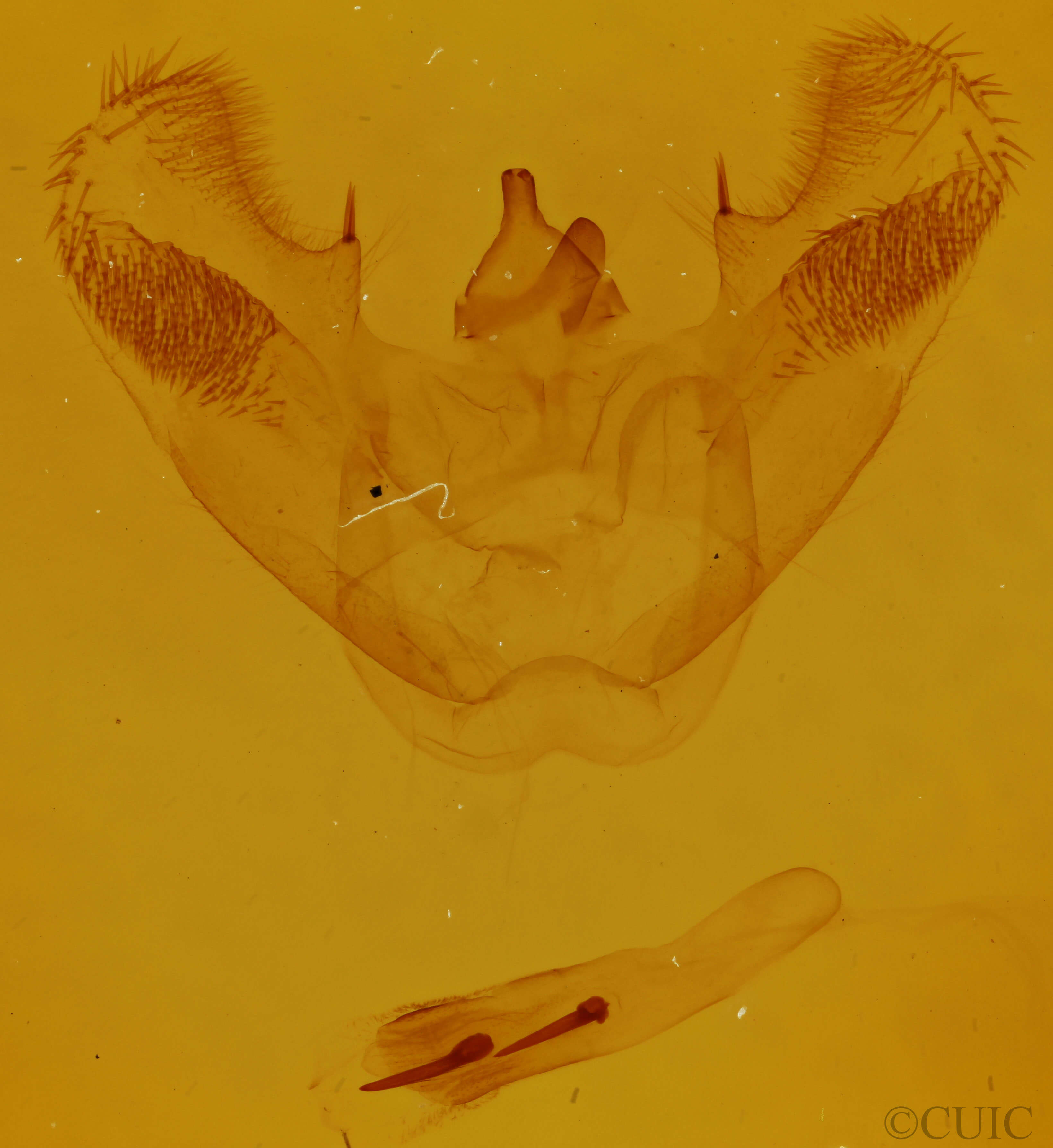 genitalia view of adult Euchlaena muzaria