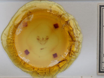 slide view of adult Euchlaena muzaria