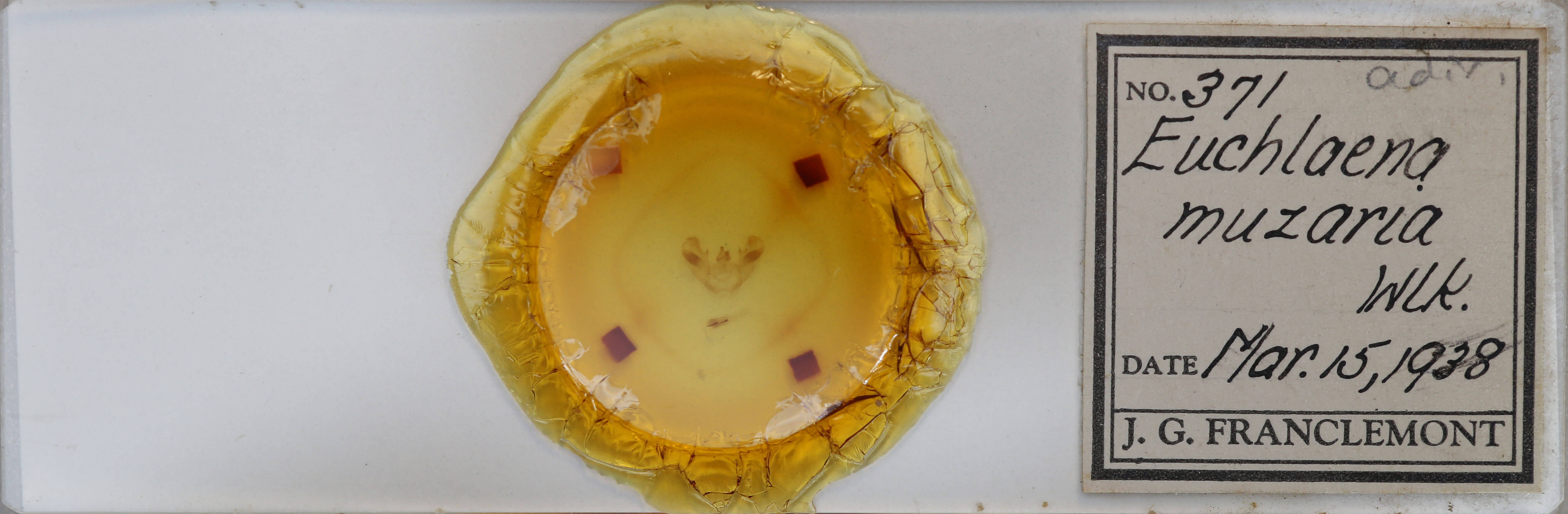 slide view of adult Euchlaena muzaria