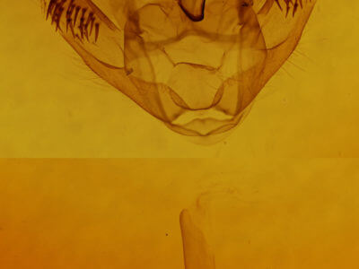 genitalia view of adult Euchlaena serrata