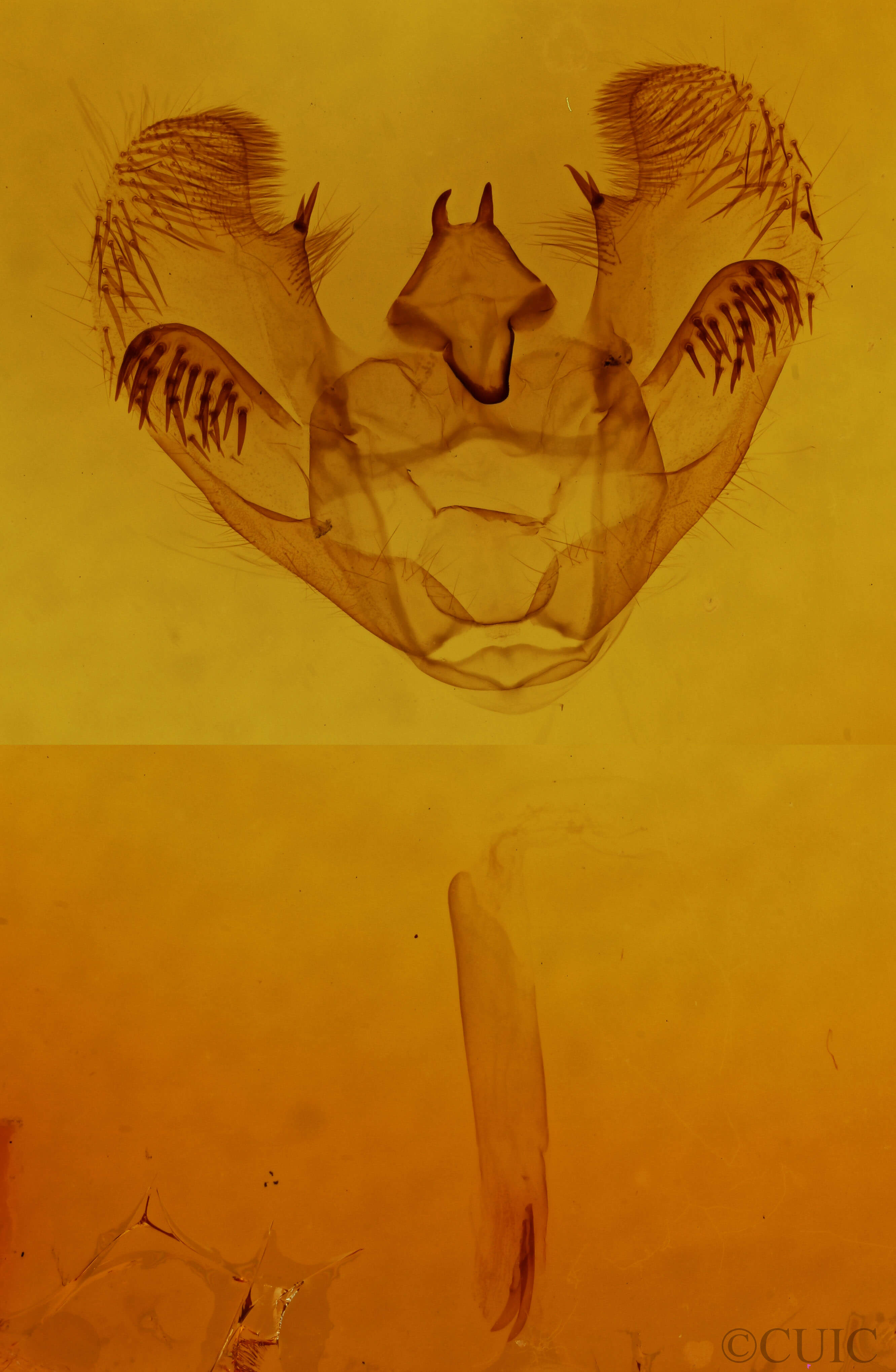 genitalia view of adult Euchlaena serrata